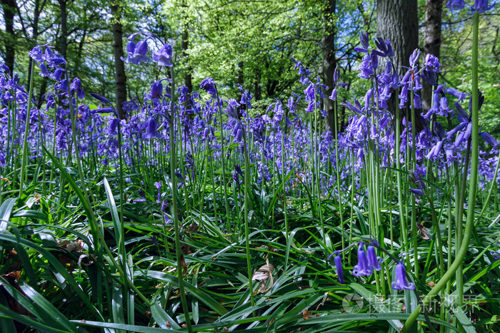 staffhurst oxted 萨里郡附近的树林中的风铃