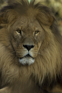 一只非洲狮的特写肖像