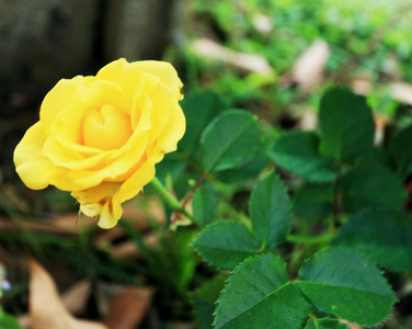 在花园里的黄玫瑰图片