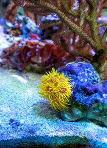 海洋生物水族馆的家中