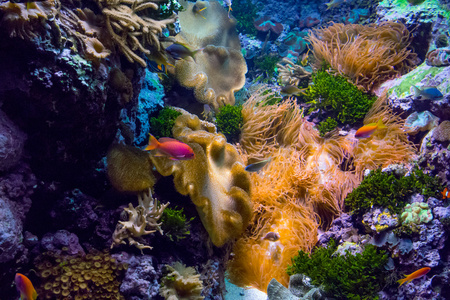 盐的水里的生物水族馆的家中