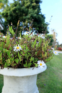 花园里的雏菊花