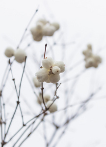 snowberries symphoricarpos n