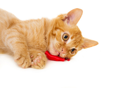 顽皮的年轻红发猫躺在地板上
