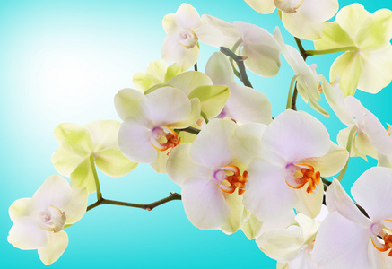 美丽的花朵日本 orchid.beauty.flora