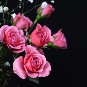 黑色背景上的粉红玫瑰花束