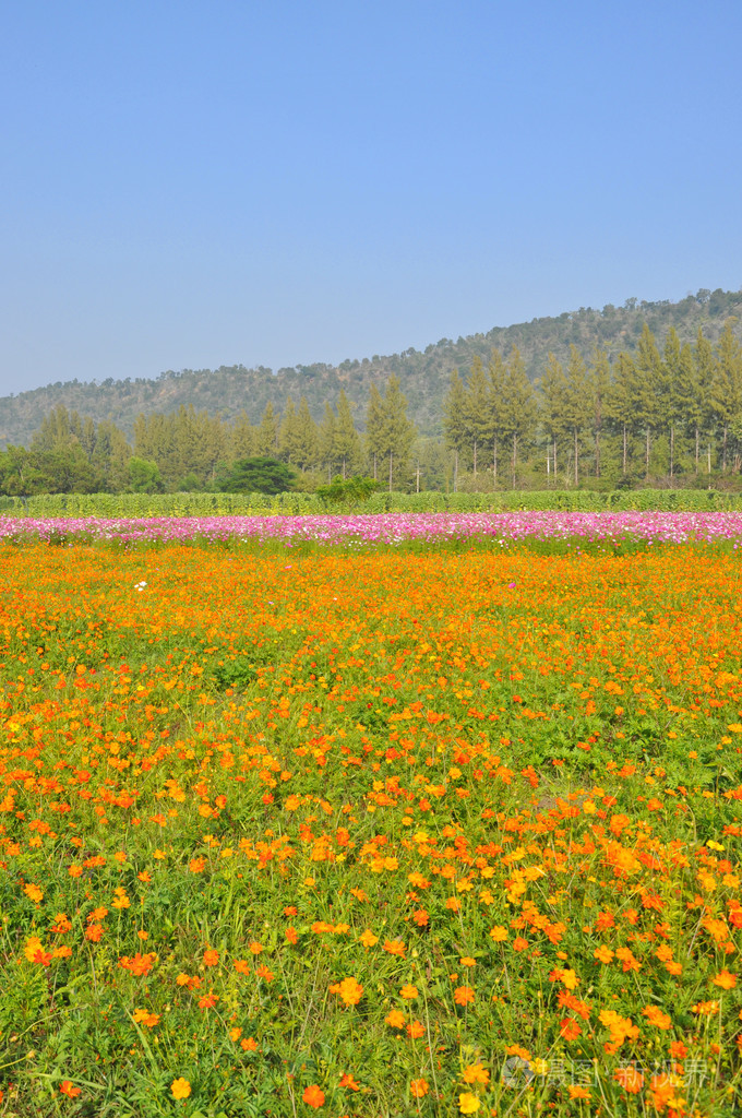 波斯菊花田
