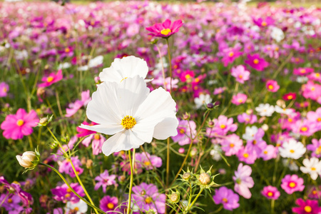 白宇宙花场