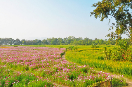 宇花和猪屎场