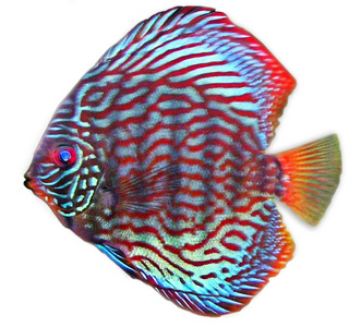 棋盘格七彩神仙鱼图片