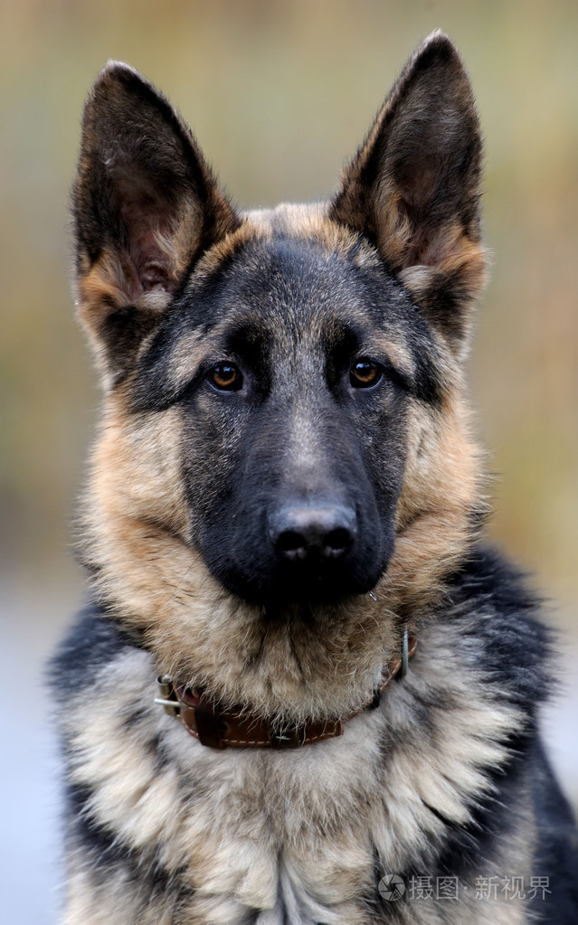 德国牧羊犬狗画像