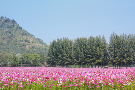 粉色波斯菊花卉