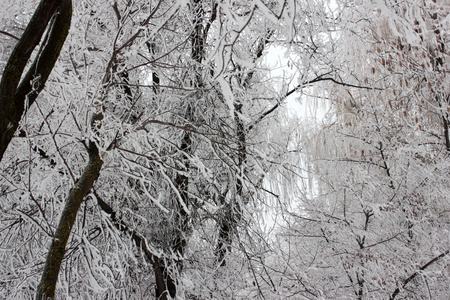 冰在树枝上