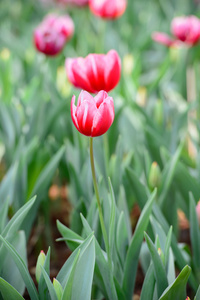 红色郁金香花园