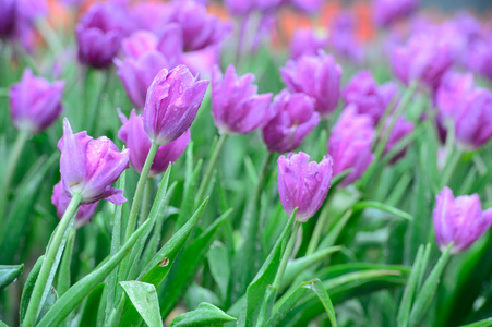 粉色郁金香花园