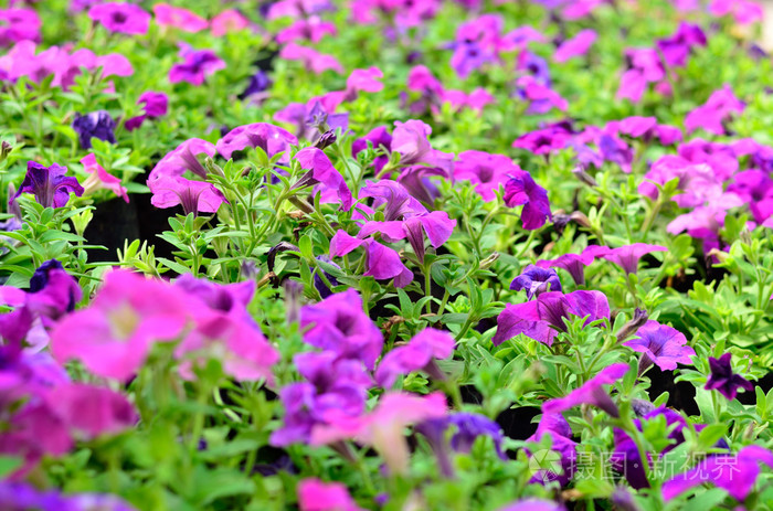 美丽的紫色矮牵牛鲜花