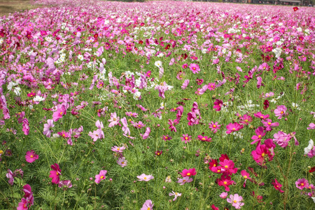 粉色波斯菊花卉