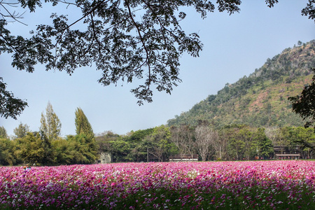 粉色波斯菊花卉