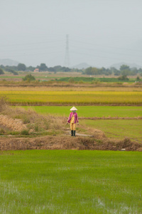 在稻田里，越南的女人