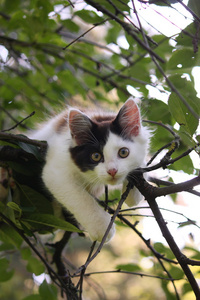 可爱的小猫咪在树枝上休息图片