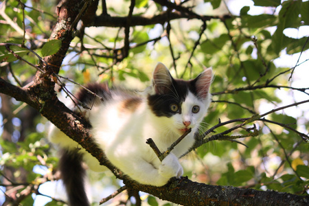 三色的小猫在啃树枝