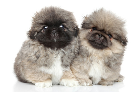 北京犬白色背景上的北京犬幼犬照片