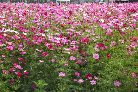 粉色波斯菊花卉