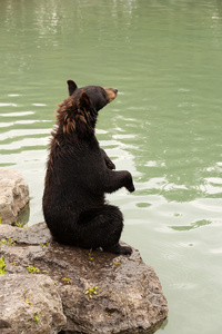 黑熊坐起来侧视图