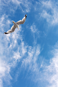 在天空中飞翔的海鸥