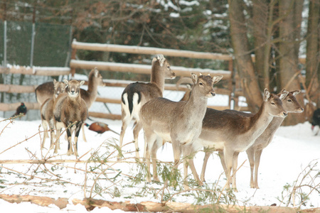 鹿群一起在冬天