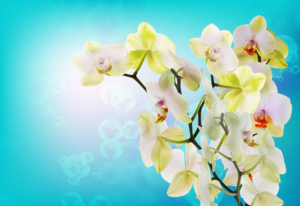 Orchid摄影图 Orchid图片大全 Orchid照片 摄图新视界