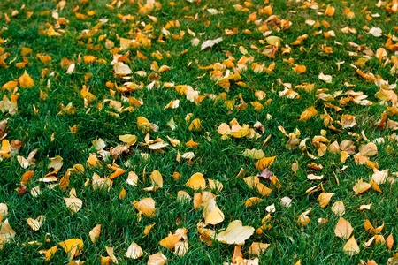 黄色的树叶在秋天的绿色草地上
