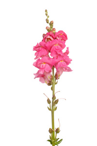 单茎的粉红色 shapdragon 花白色上孤立
