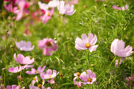 在曼谷，泰国拉玛 9 花园波斯菊花海