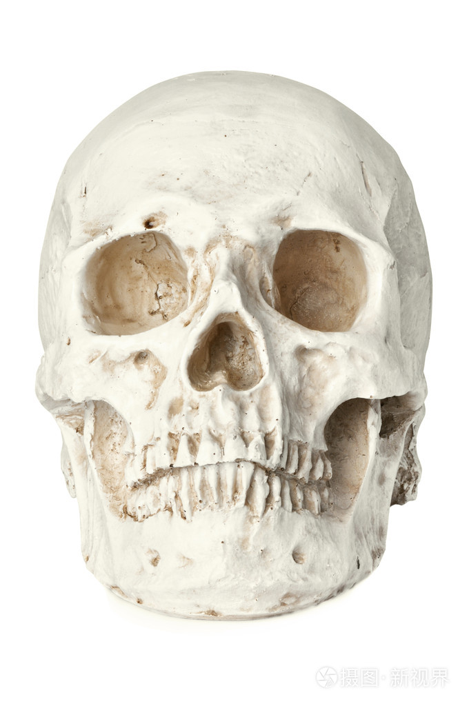 人类头骨上白色隔离