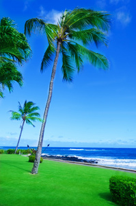 在夏威夷考艾岛海洋椰子棕榈树