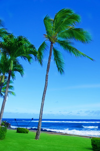 在夏威夷考艾岛海洋椰子棕榈树