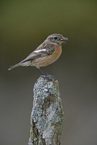 stonechat，该岩黄连