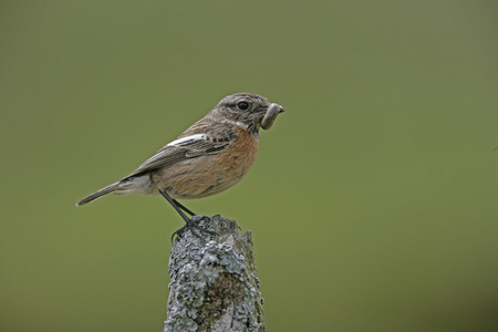 stonechat，该岩黄连