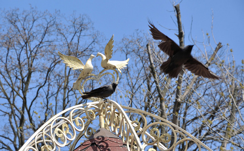 附近的鸽子两只乌鸦附近夫妇装饰的鸽子照片