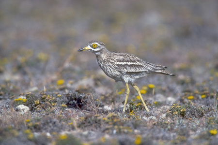 石鹬，burhinus oedicnemus