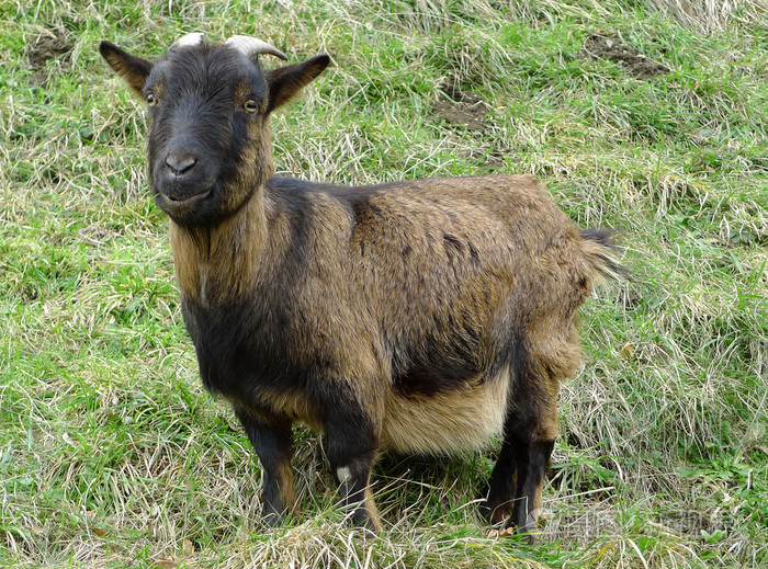 山羊的一只羊在草地上看着前方的形象