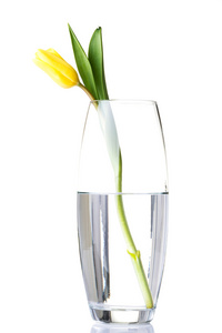 一个分离的郁金香花在花瓶用水
