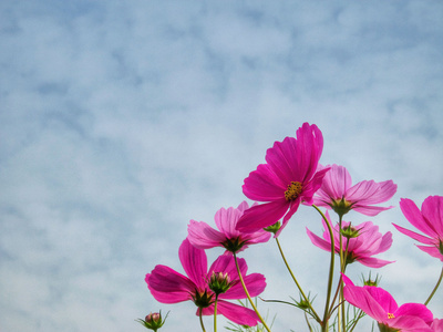 粉色波斯菊花卉