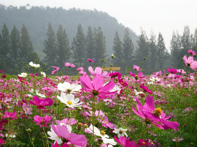 粉色波斯菊花卉