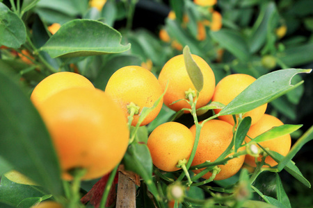 新鲜成熟的橘子挂在树上