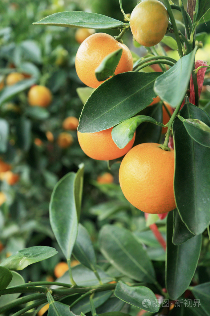新鲜成熟的橘子挂在树上