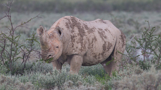 黑色带斑点的脂质rhinocerosdiceros bicornis