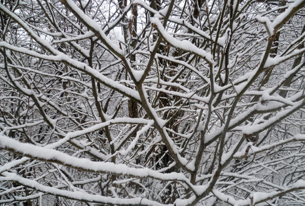 与雪树