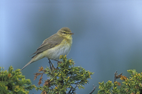 杨柳莺 phylloscopus 蜂鸟